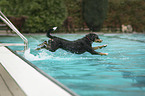 Appenzeller Sennenhund im Pool