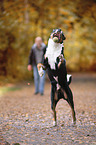 springender Appenzeller Sennenhund