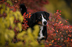 Appenzeller Sennenhund zwischen Herbstblttern