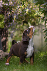Appenzeller Sennenhund Welpe