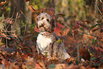 ausgewachsener Aussidoodle