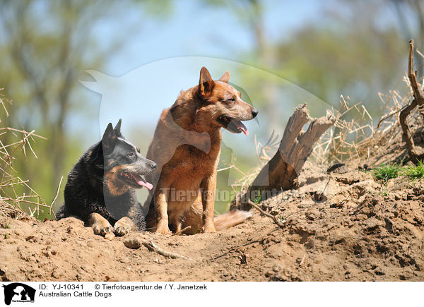 Australian Cattle Dogs / Australian Cattle Dogs / YJ-10341