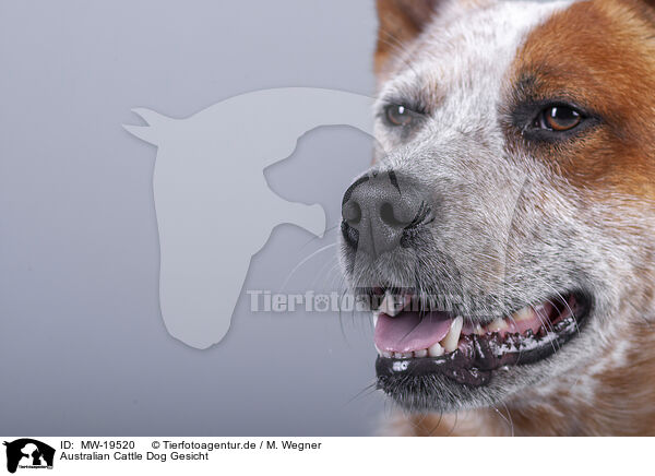 Australian Cattle Dog Gesicht / MW-19520