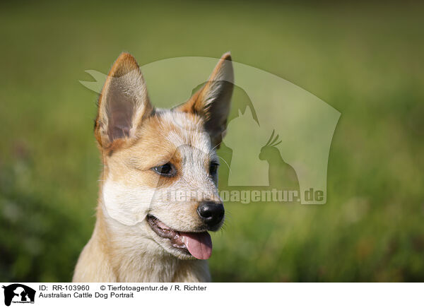 Australian Cattle Dog Portrait / RR-103960