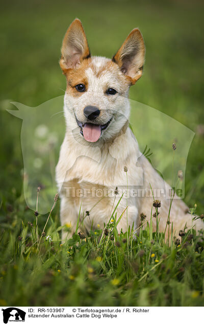 sitzender Australian Cattle Dog Welpe / RR-103967