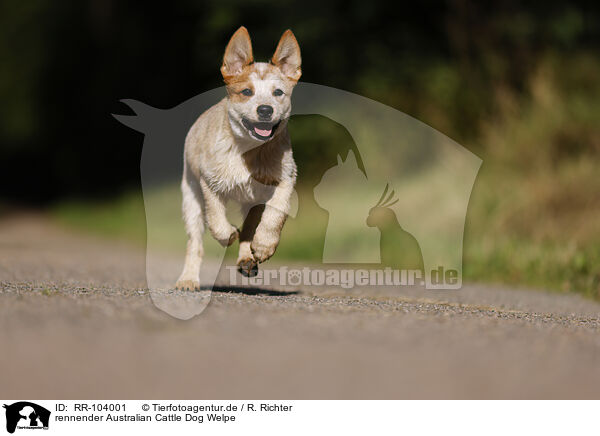rennender Australian Cattle Dog Welpe / RR-104001