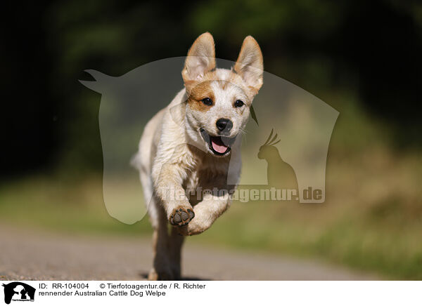 rennender Australian Cattle Dog Welpe / RR-104004