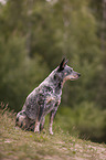 sitzender Australian Cattle Dog