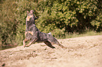 rennender Australian Cattle Dog