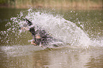 planschender Australian Cattle Dog