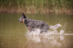 rennender Australian Cattle Dog