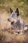 liegender Australian Cattle Dog