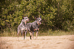 2 Australian Cattle Dogs