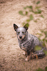 sitzender Australian Cattle Dog