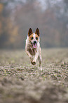Australian Cattle Dog rennt ber ein Feld