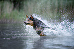 Australian Cattle Dog rennt durchs Wasser