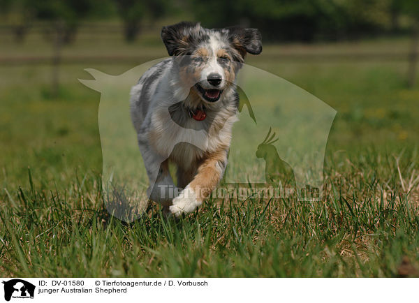 junger Australian Shepherd / Australian Shepherd / DV-01580