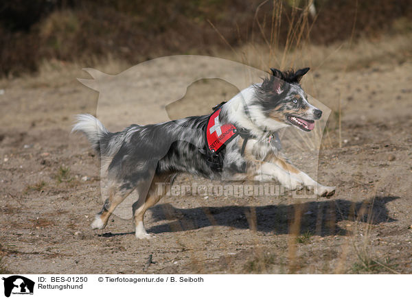 Rettungshund / rescue dog / BES-01250