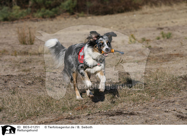 Rettungshund / rescue dog / BES-01251