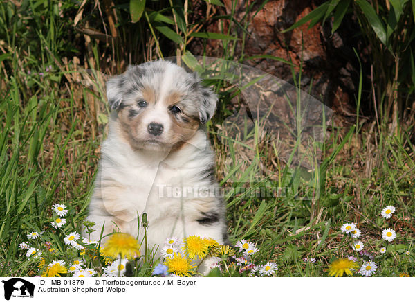 Australian Shepherd Welpe / Australian Shepherd Puppy / MB-01879