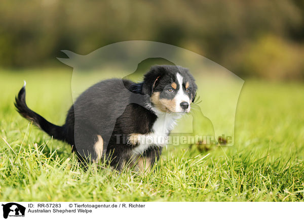 Australian Shepherd Welpe / Australian Shepherd Puppy / RR-57283