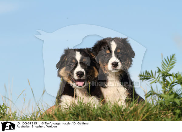 Australian Shepherd Welpen / Australian Shepherd puppies / DG-07315