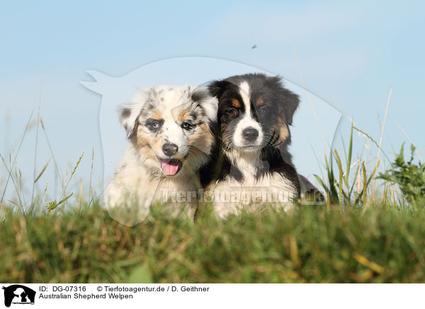 Australian Shepherd Welpen / Australian Shepherd puppies / DG-07316