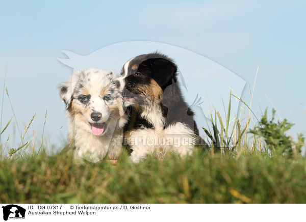 Australian Shepherd Welpen / Australian Shepherd puppies / DG-07317