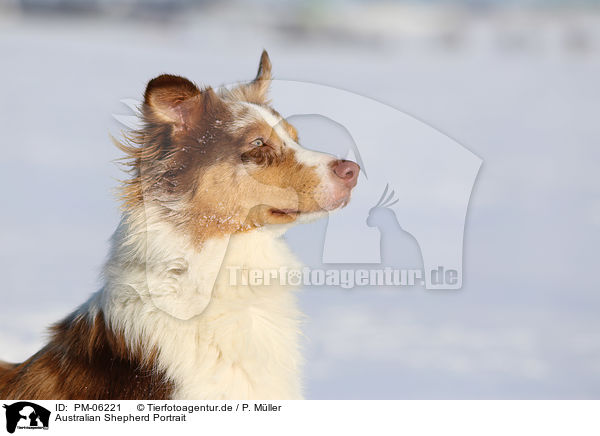 Australian Shepherd Portrait / PM-06221