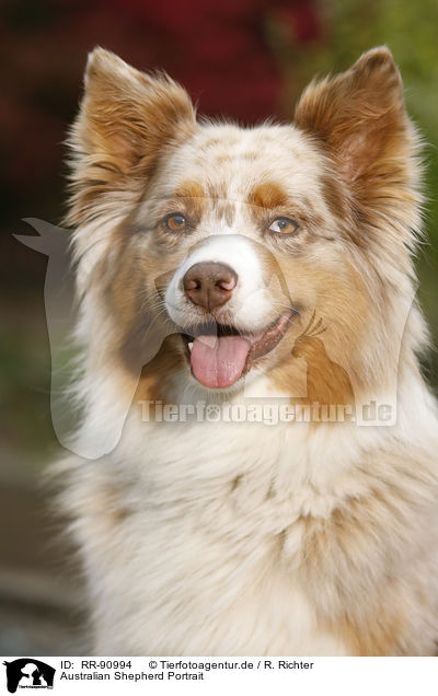 Australian Shepherd Portrait / RR-90994