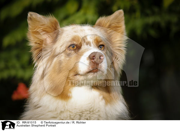 Australian Shepherd Portrait / RR-91015
