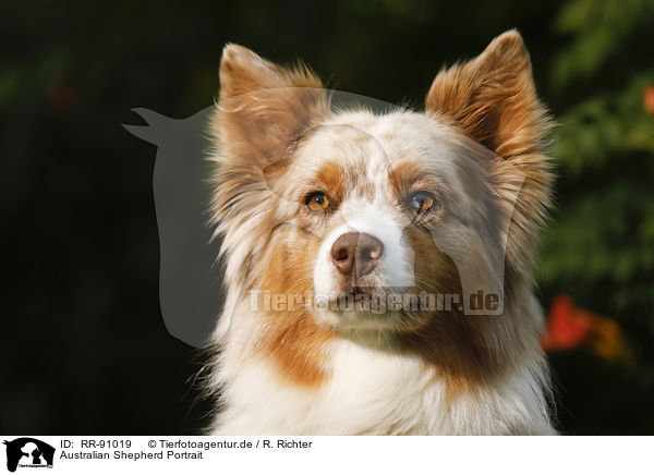 Australian Shepherd Portrait / RR-91019