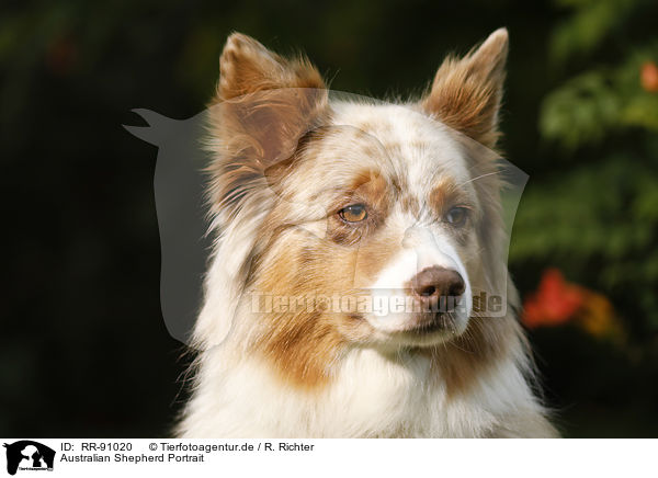 Australian Shepherd Portrait / RR-91020