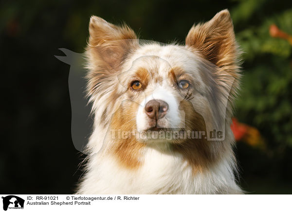 Australian Shepherd Portrait / RR-91021