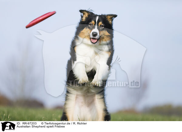 Australian Shepherd spielt Frisbee / RR-97203