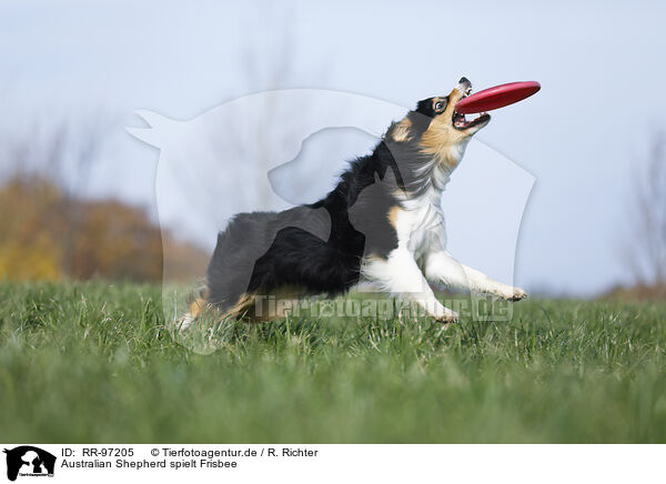 Australian Shepherd spielt Frisbee / RR-97205