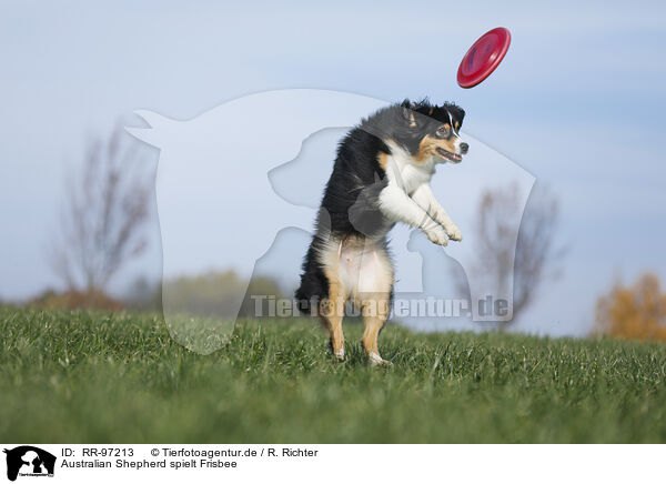 Australian Shepherd spielt Frisbee / RR-97213
