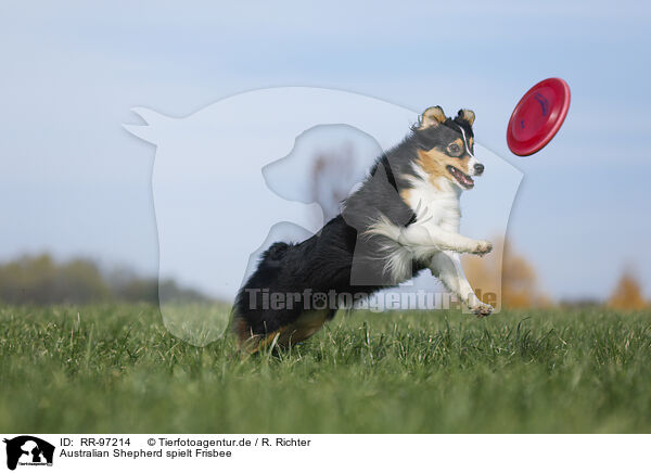 Australian Shepherd spielt Frisbee / RR-97214