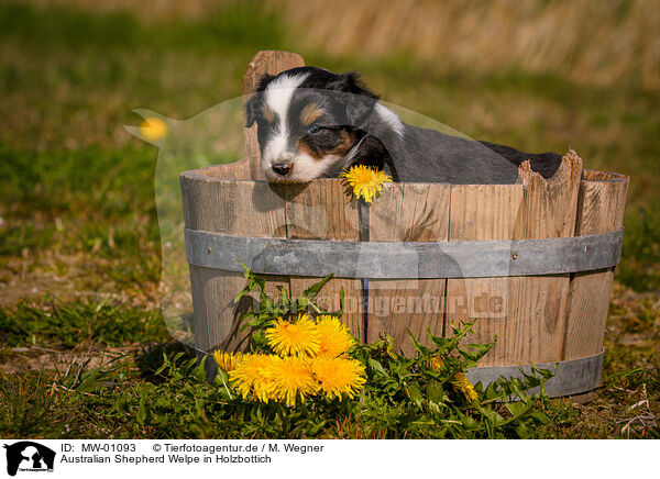 Australian Shepherd Welpe in Holzbottich / Australian Shepherd Puppy in wooden tub / MW-01093