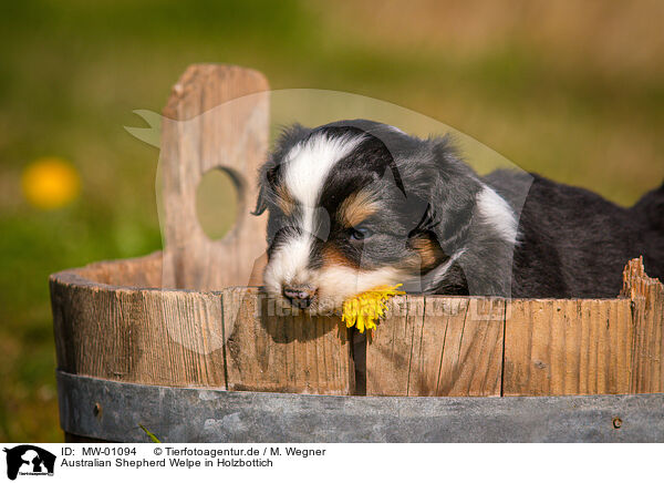 Australian Shepherd Welpe in Holzbottich / Australian Shepherd Puppy in wooden tub / MW-01094