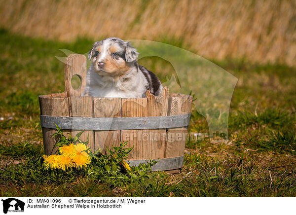 Australian Shepherd Welpe in Holzbottich / Australian Shepherd Puppy in wooden tub / MW-01096