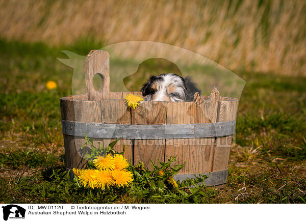 Australian Shepherd Welpe in Holzbottich / Australian Shepherd Puppy in wooden tub / MW-01120