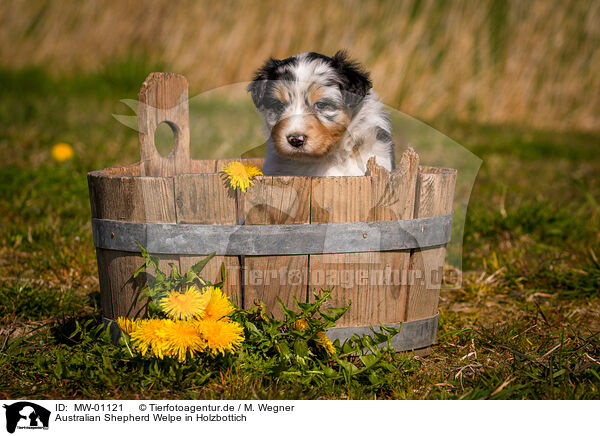 Australian Shepherd Welpe in Holzbottich / Australian Shepherd Puppy in wooden tub / MW-01121