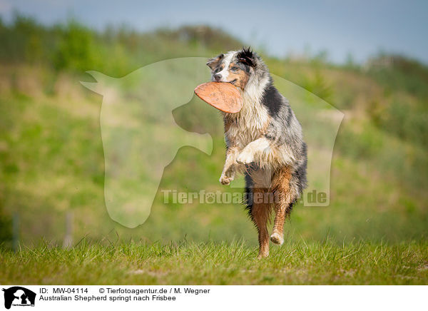 Australian Shepherd springt nach Frisbee / MW-04114