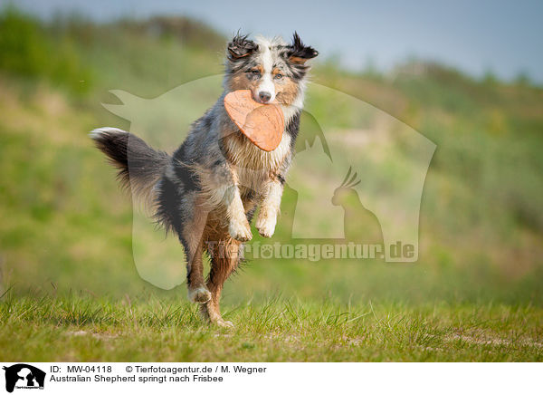 Australian Shepherd springt nach Frisbee / MW-04118