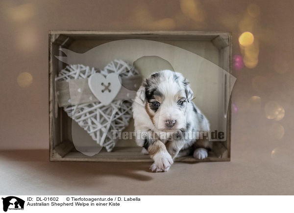 Australian Shepherd Welpe in einer Kiste / Australian Shepherd Puppy in a box / DL-01602