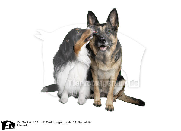2 Hunde / 2 dogs / TAS-01167