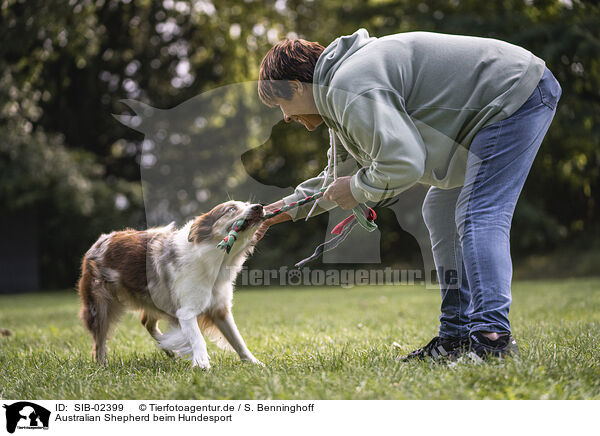 Australian Shepherd beim Hundesport / SIB-02399