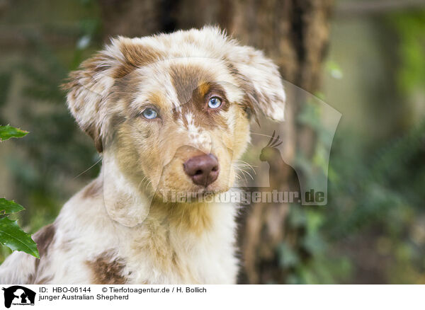 junger Australian Shepherd / HBO-06144