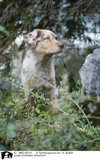 junger Australian Shepherd / HBO-06151